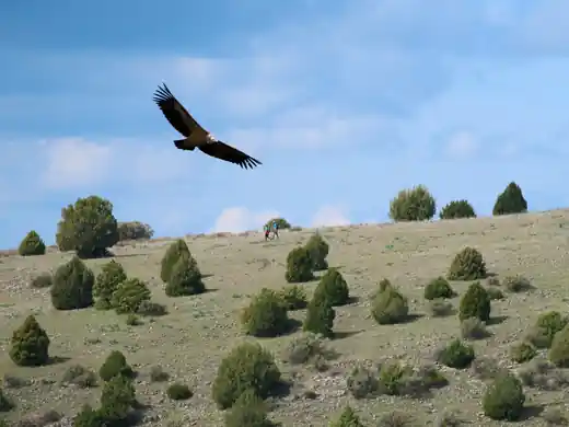 Fotografía 1 del proyecto Vivos