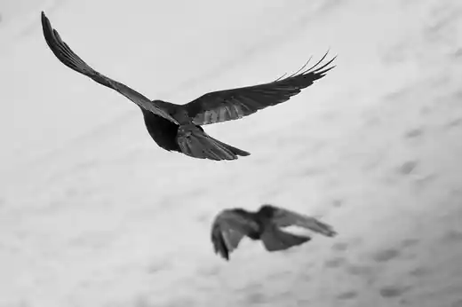 Portada del proyecto Vivos