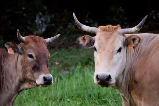 Fotografía 4 del proyecto Vivos